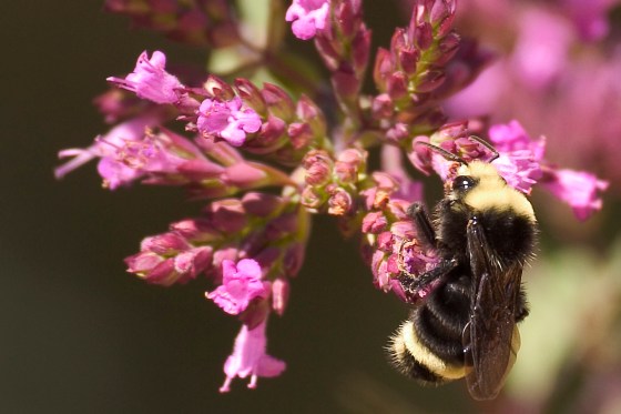 bumblebee-Gregory Heumann