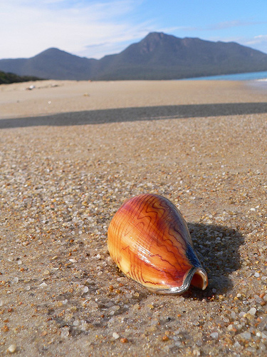 shell on beach