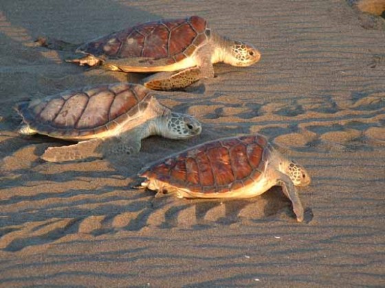 sea-turtles