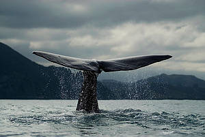 blue whales