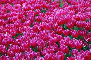 tulips