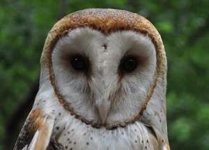 barn owl51510b