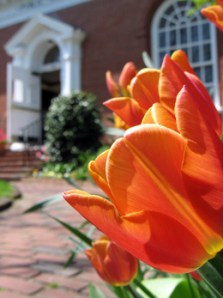library-tulips-may2010-02-260_1