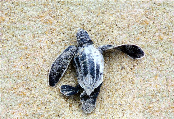 03_leatherback_hatchling_cr