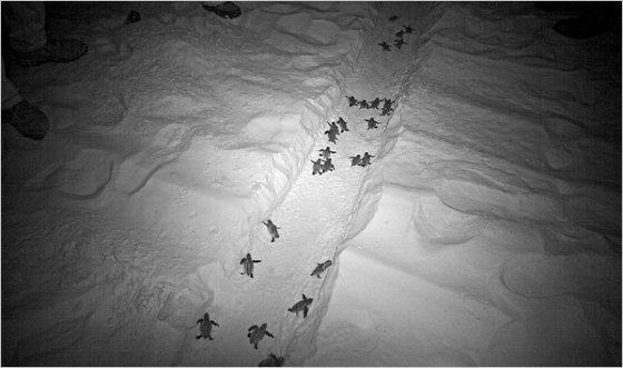 Katherine Wolkoff trench