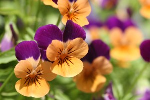 Orange_violet_pansies