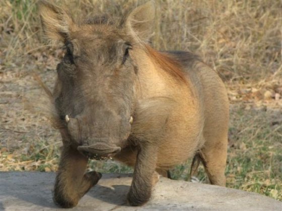warthogrita