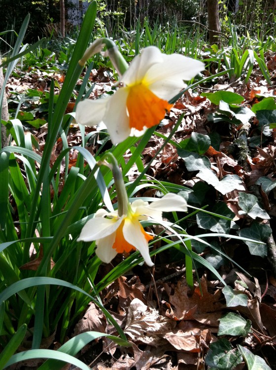 daffodils