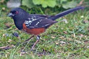 Spotted_Towhee