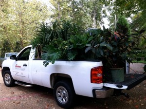 plants on truck