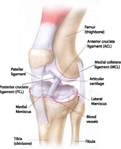 knee anatomy