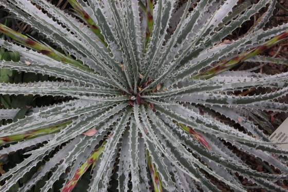 The real mescal plant.