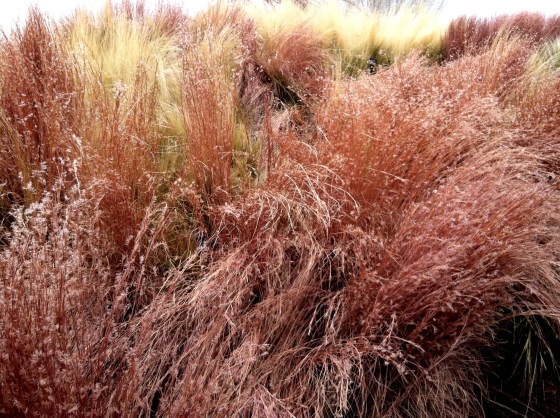 red grass