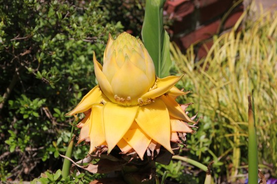 My banana palm literally flowered in the garage!