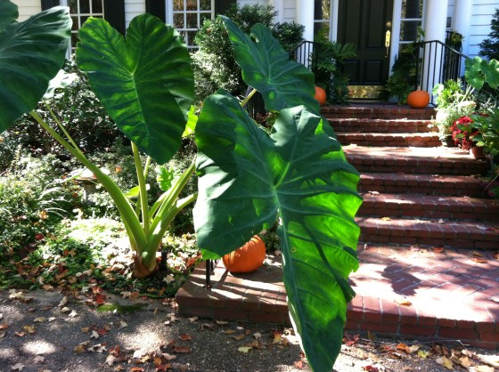 elephant ears2