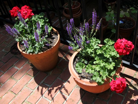 geraniums