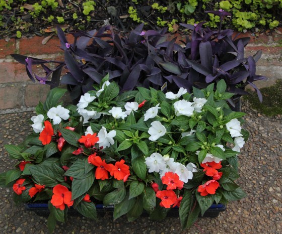 Demure bedding plants (sigh).