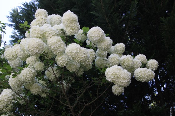 Giant viburnum snowballs will do me for now...